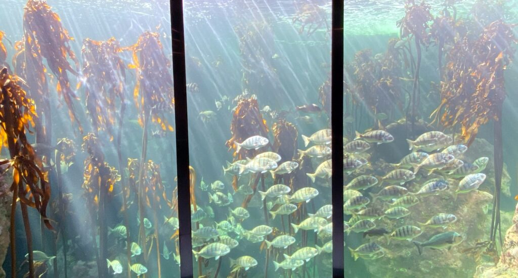 An underwater exhibit at the Two Oceans Aquarium