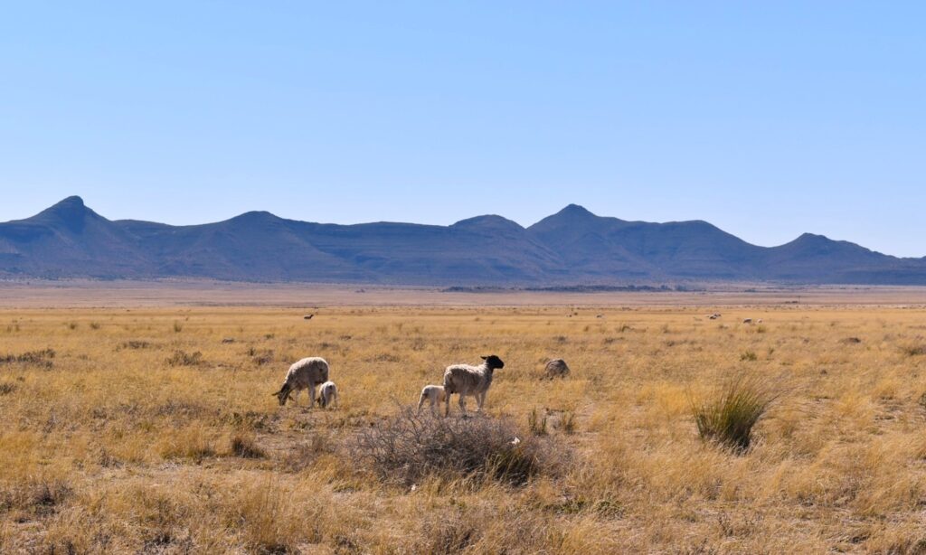 Winter Wool Festival and Safari. Sheep grazing in the Karoo.