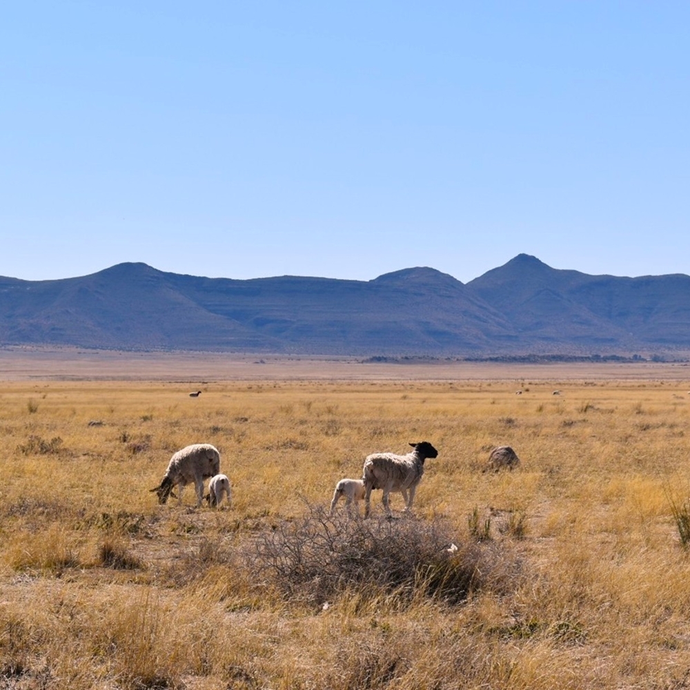 Knitting tour in South Africa — Karoo Farm Experience, Wine Festival, and Safari