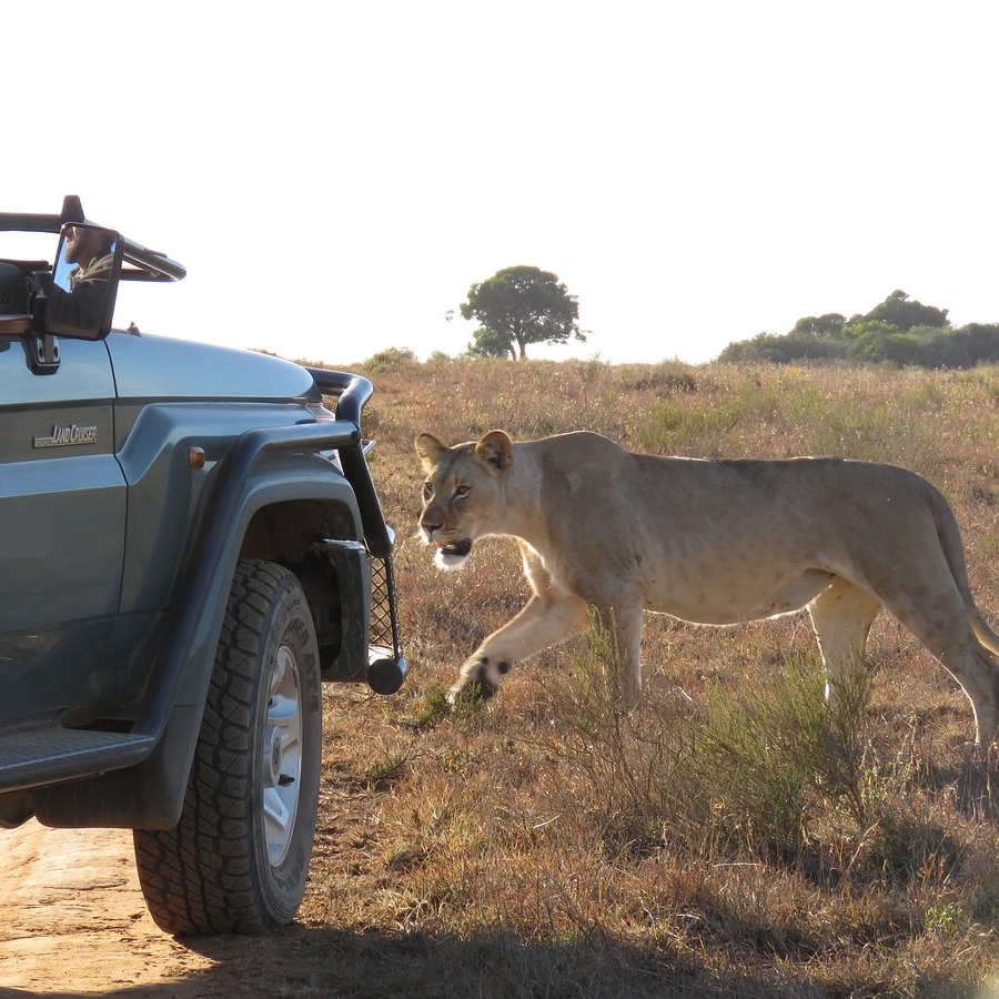 Venture out at dawn and dusk on game drives when the animals are the most active to enjoy the beautiful scenery in the reserve