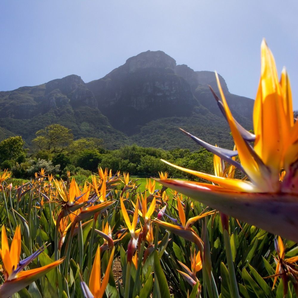 Guided fynbos biome tours with award winning botanist Rupert Koopman.