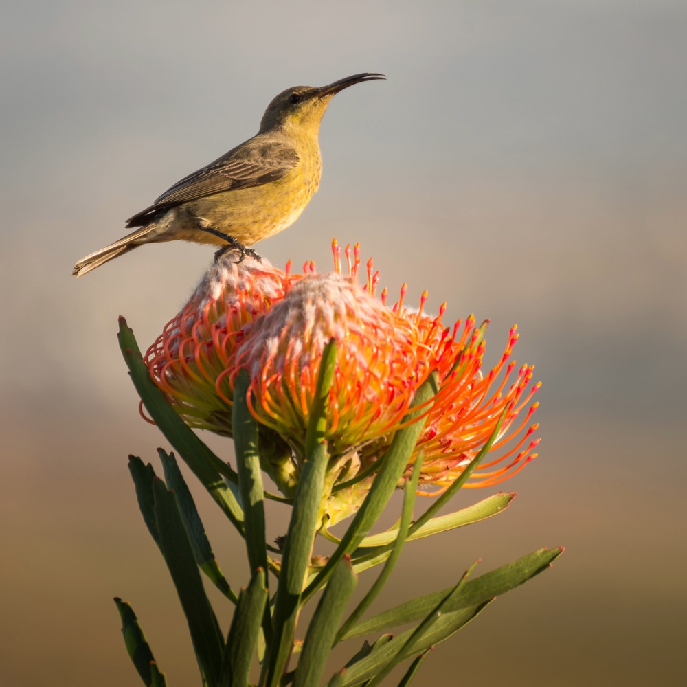 Guided fynbos biome tours with award winning botanist Rupert Koopman.