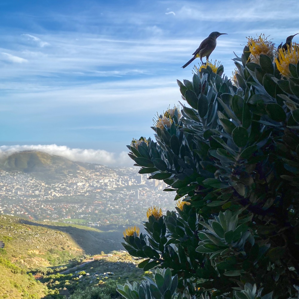 Guided fynbos biome tours with award winning botanist Rupert Koopman.