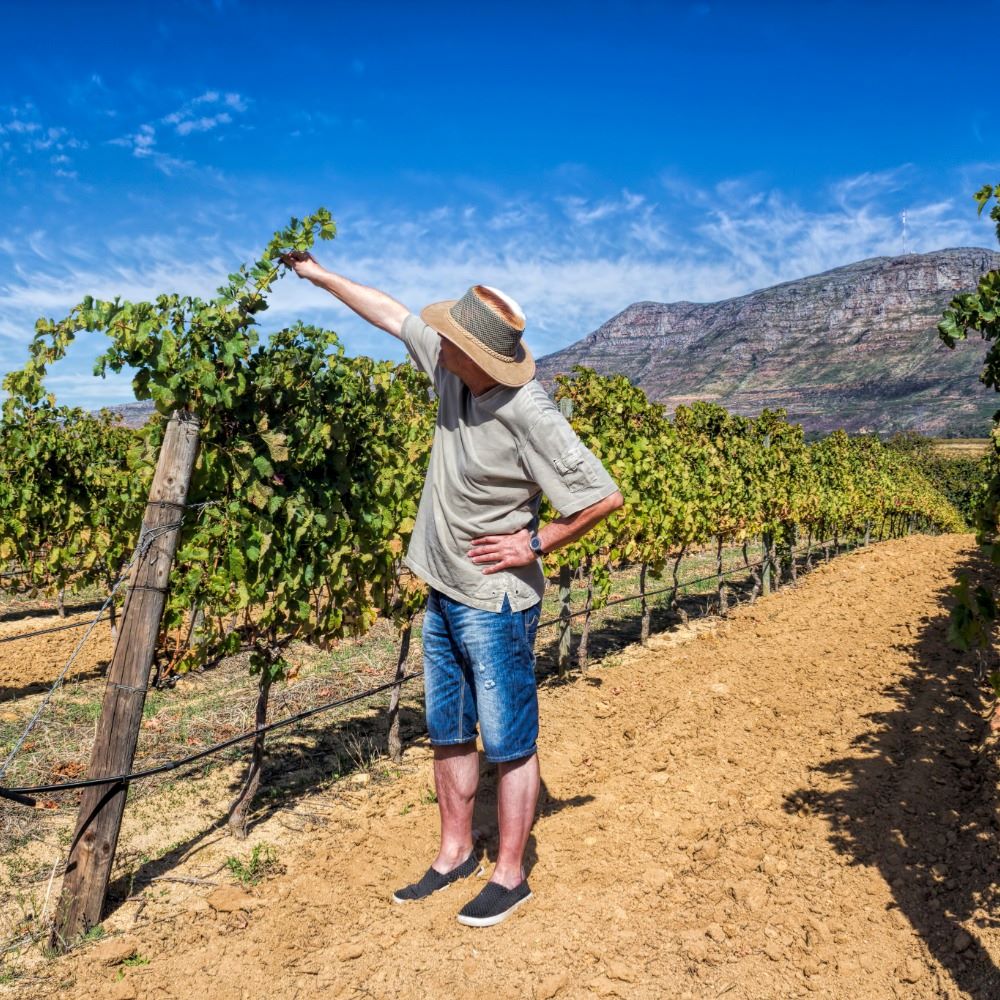 Vineyard tour in Stellenbosch.