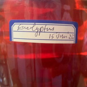 Botanical Dyeing and Eco-Printing workshop