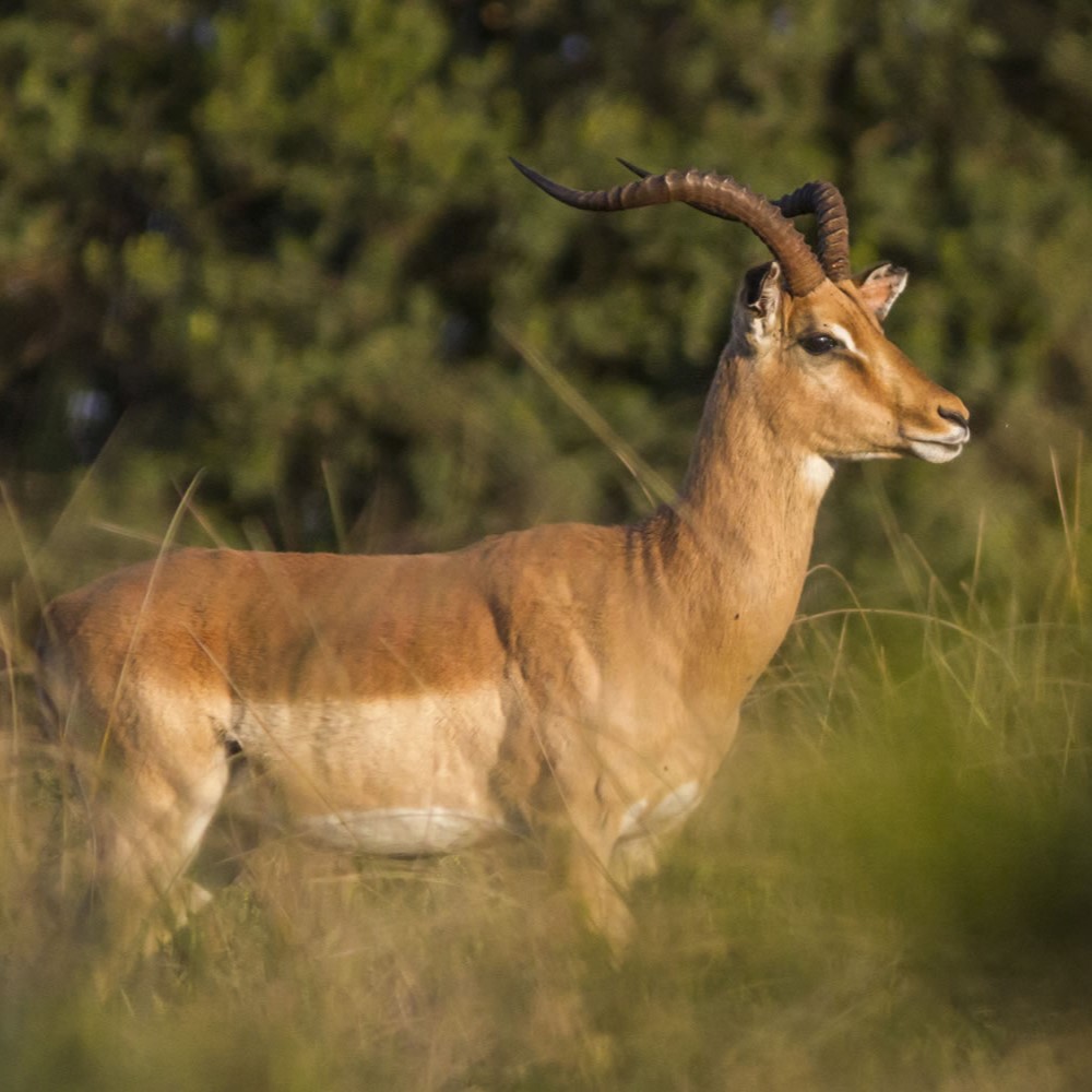 Impala spotted in private wildlife and nature reserve where you stay for the Mohair Workshop.