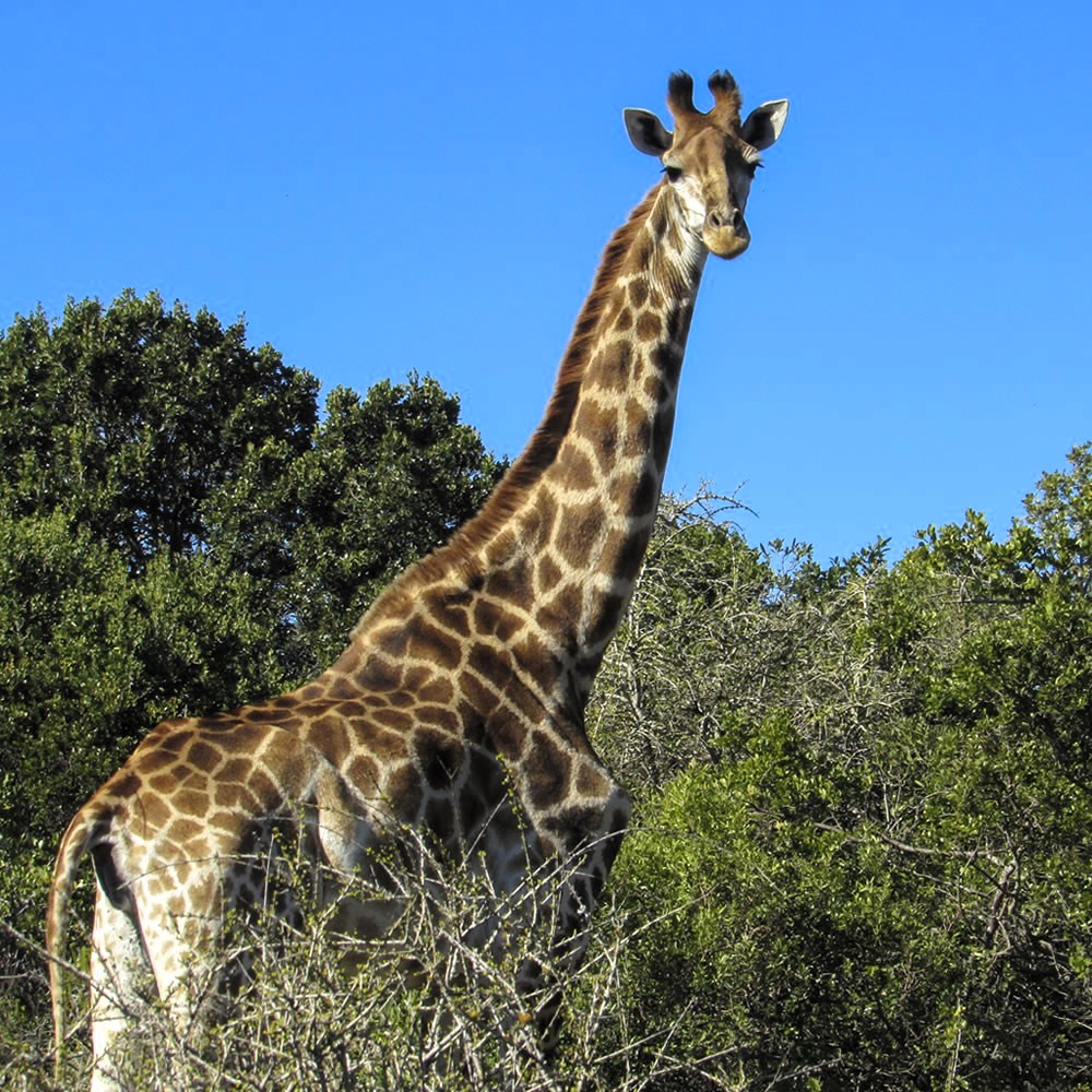 Giraffe spotted in private wildlife and nature reserve where you stay for the Mohair Workshop.