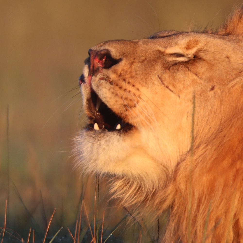 Lion roaring in the morning and communicating with his pride.