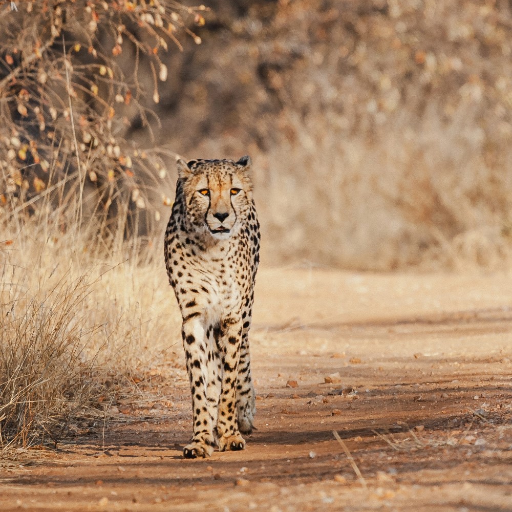 Cheetahs can be spotted on the safari drives.