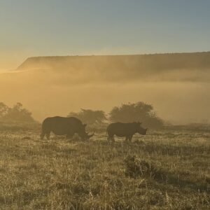 Mother rhino and calf eating moist grass with dew in the morning sun.