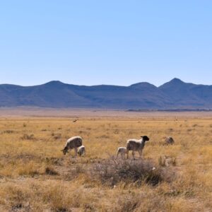Sheep grazing in the Karoo veldt.